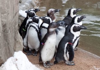 Waco zoo African black footed penguins 340x240 Waco zoo planning veterinary complex