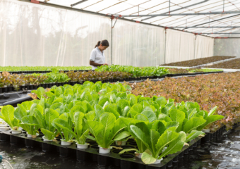 greenhouse WEB 340x240 Billions in new earmarks producing noteworthy opportunities